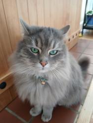 Lost Female Cat last seen SPEEDWAY 2420 S Stratford Rd, Winston-Salem, NC 27103, Winston-Salem, NC 27103