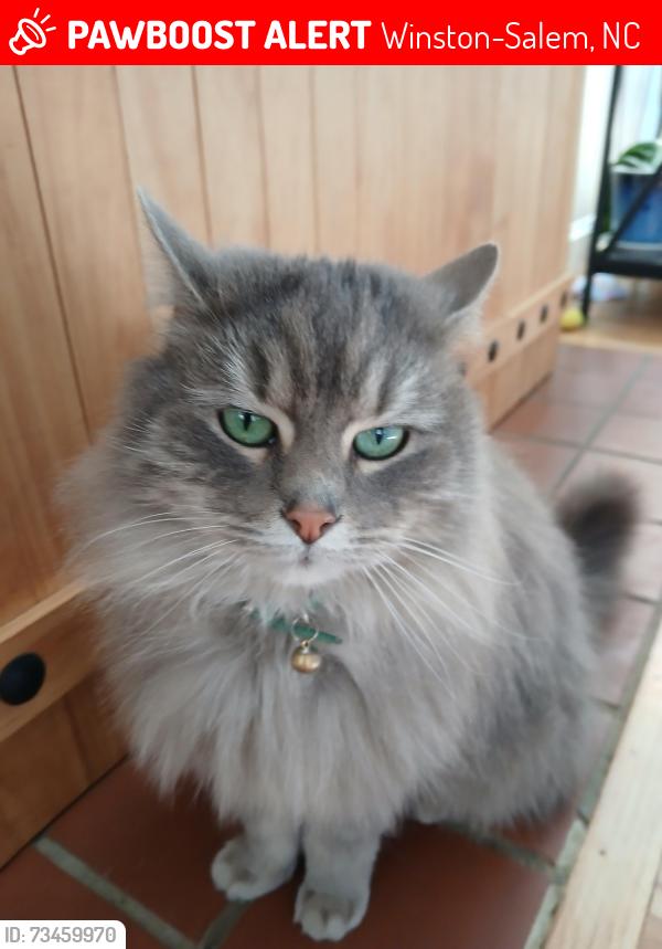 Lost Female Cat last seen SPEEDWAY 2420 S Stratford Rd, Winston-Salem, NC 27103, Winston-Salem, NC 27103