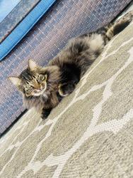 Lost Male Cat last seen Pretty Pond Rd, Zephyrhills, FL 33540