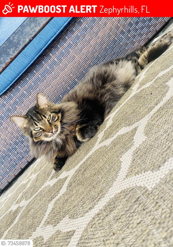 Lost Male Cat last seen Pretty Pond Rd, Zephyrhills, FL 33540