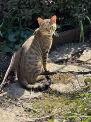 Found/Stray Unknown Cat last seen Alma Dr, Crest Hill, IL, Crest Hill, IL 60403