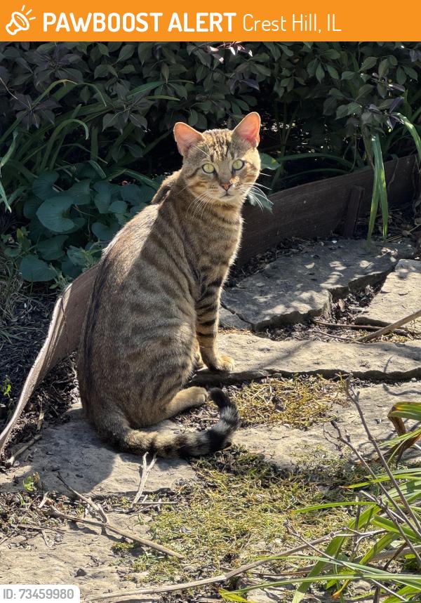 Found/Stray Unknown Cat last seen Alma Dr, Crest Hill, IL, Crest Hill, IL 60403
