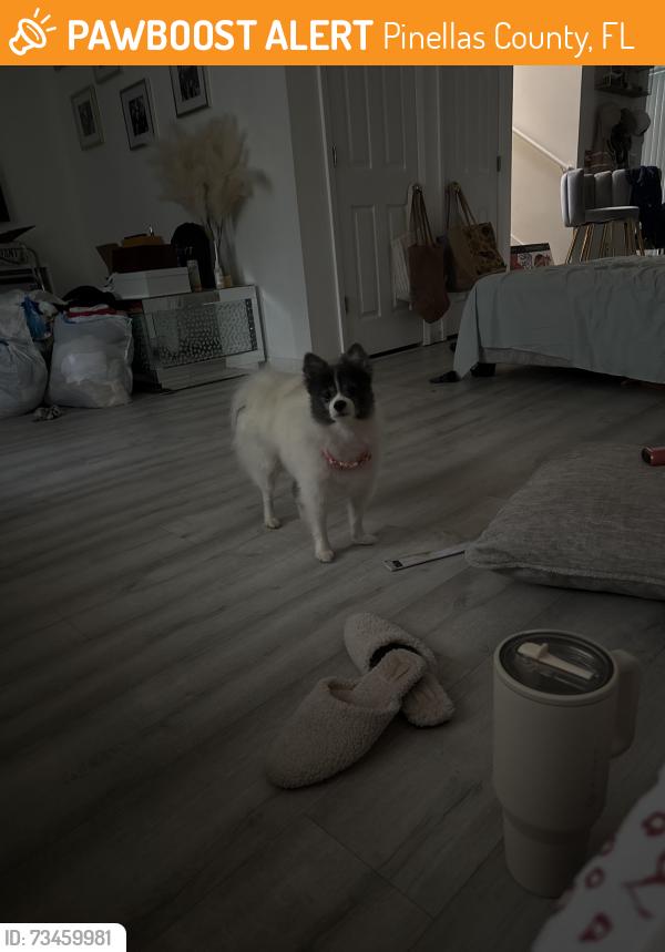 Found/Stray Male Dog last seen Bar2350, Pinellas County, FL 33761