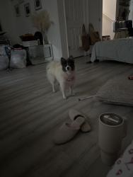 Found/Stray Male Dog last seen Bar2350, Pinellas County, FL 33761