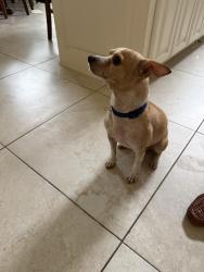 Found/Stray Male Dog last seen Vela MS, Brownsville, TX 78526