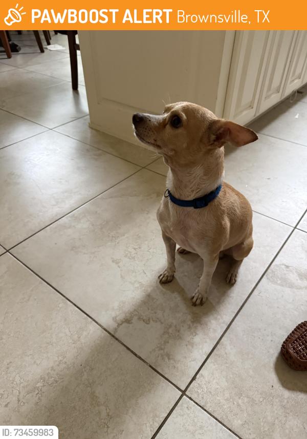 Found/Stray Male Dog last seen Vela MS, Brownsville, TX 78526