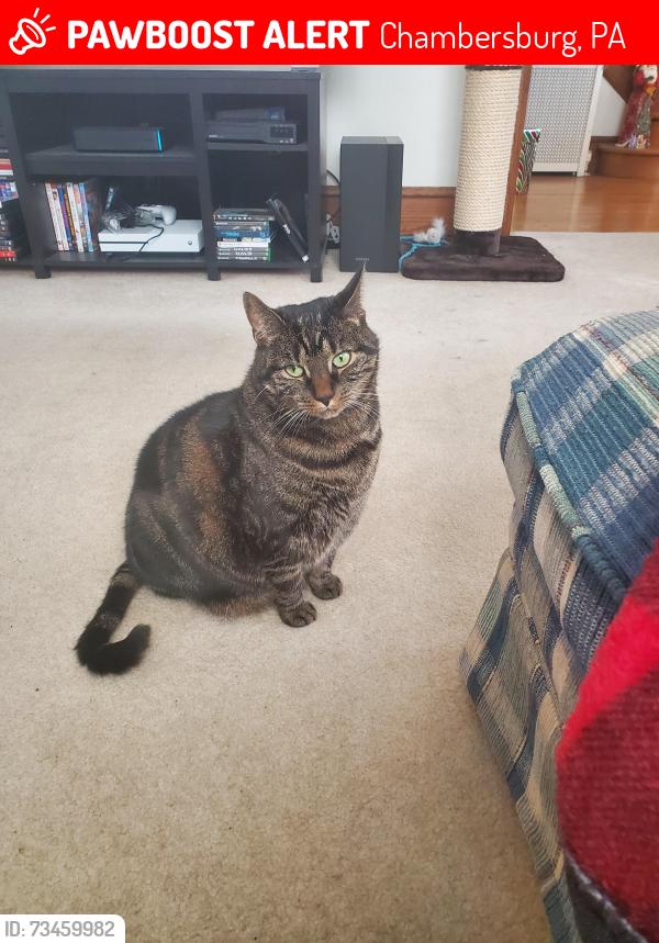 Lost Female Cat last seen Scotland and Pennsylvania Ave. Near the Norland Pub., Chambersburg, PA 17201