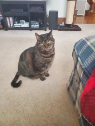 Lost Female Cat last seen Scotland and Pennsylvania Ave. Near the Norland Pub., Chambersburg, PA 17201