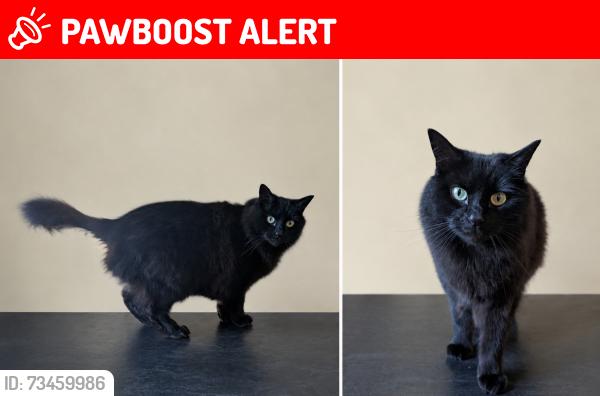 Lost Female Cat last seen Overndale road near Frenchay road, Overndale Rd, England 