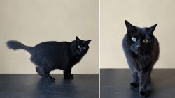 Lost Female Cat last seen Overndale road near Frenchay road, Overndale Rd, England 