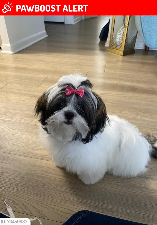 Lost Female Dog last seen Near ALTAMONTE Springs near Orange Ave, Altamonte Springs, FL 32701