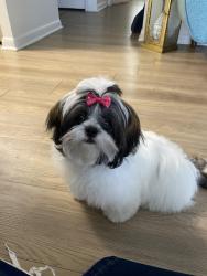 Lost Female Dog last seen Near ALTAMONTE Springs near Orange Ave, Altamonte Springs, FL 32701