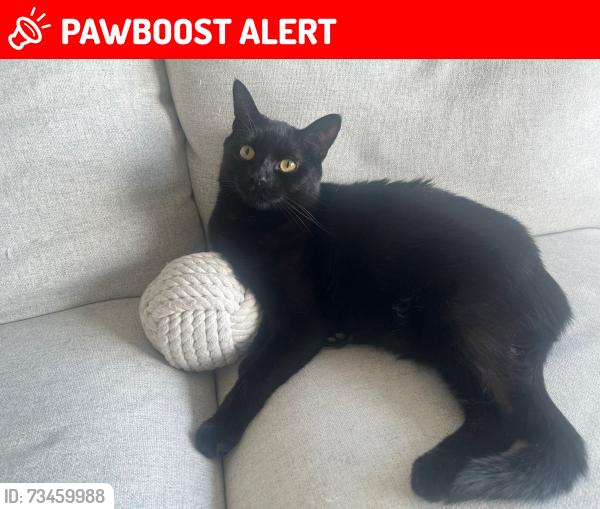 Lost Male Cat last seen Kings Hill Avenue, Greater London, England UB4 8NP