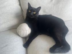 Lost Male Cat last seen Kings Hill Avenue, Greater London, England UB4 8NP