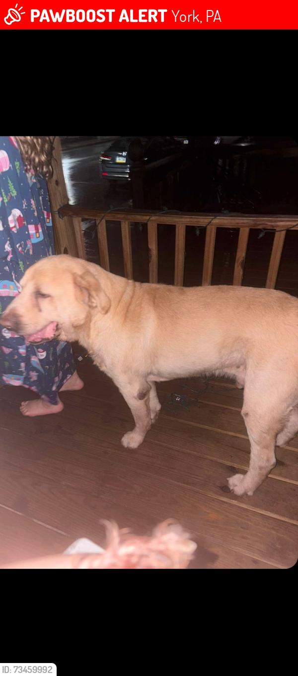 Lost Male Dog last seen Prospect st, York, PA 17403