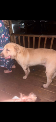 Lost Male Dog last seen Prospect st, York, PA 17403
