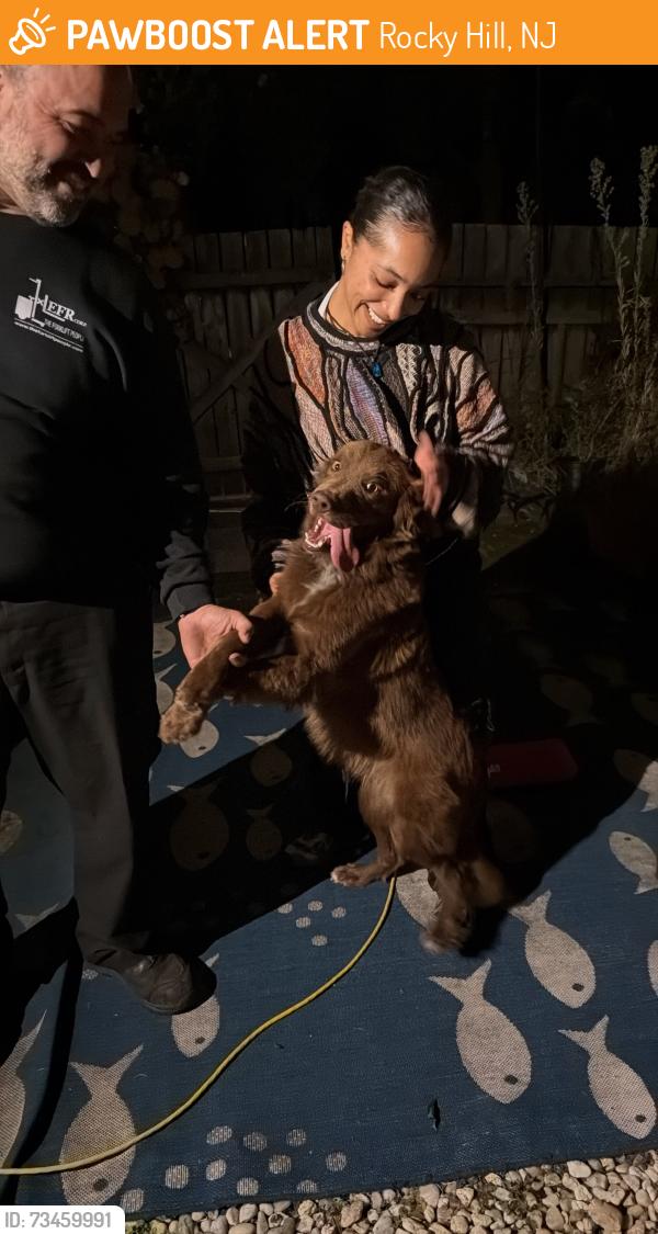 Found/Stray Male Dog last seen Bank of America on route 518, Rocky Hill, NJ 08553