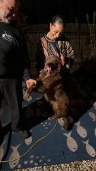 Found/Stray Male Dog last seen Bank of America on route 518, Rocky Hill, NJ 08553