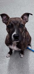 Shelter Stray Female Dog last seen , 5302 Stone St, Chattanooga, TN 37412, USA