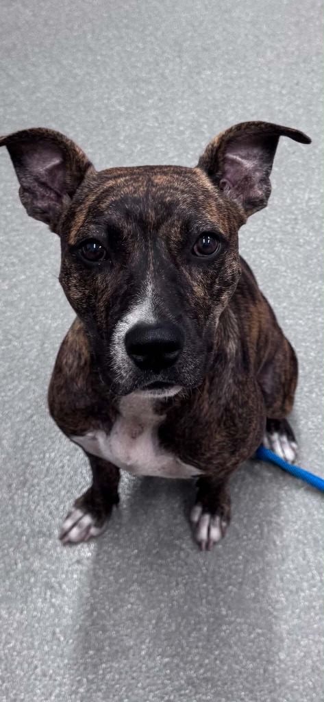 Shelter Stray Female Dog last seen , 5302 Stone St, Chattanooga, TN 37412, USA