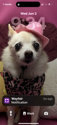 Lost Female Dog last seen Andrews, Fort Lauderdale, FL 33334