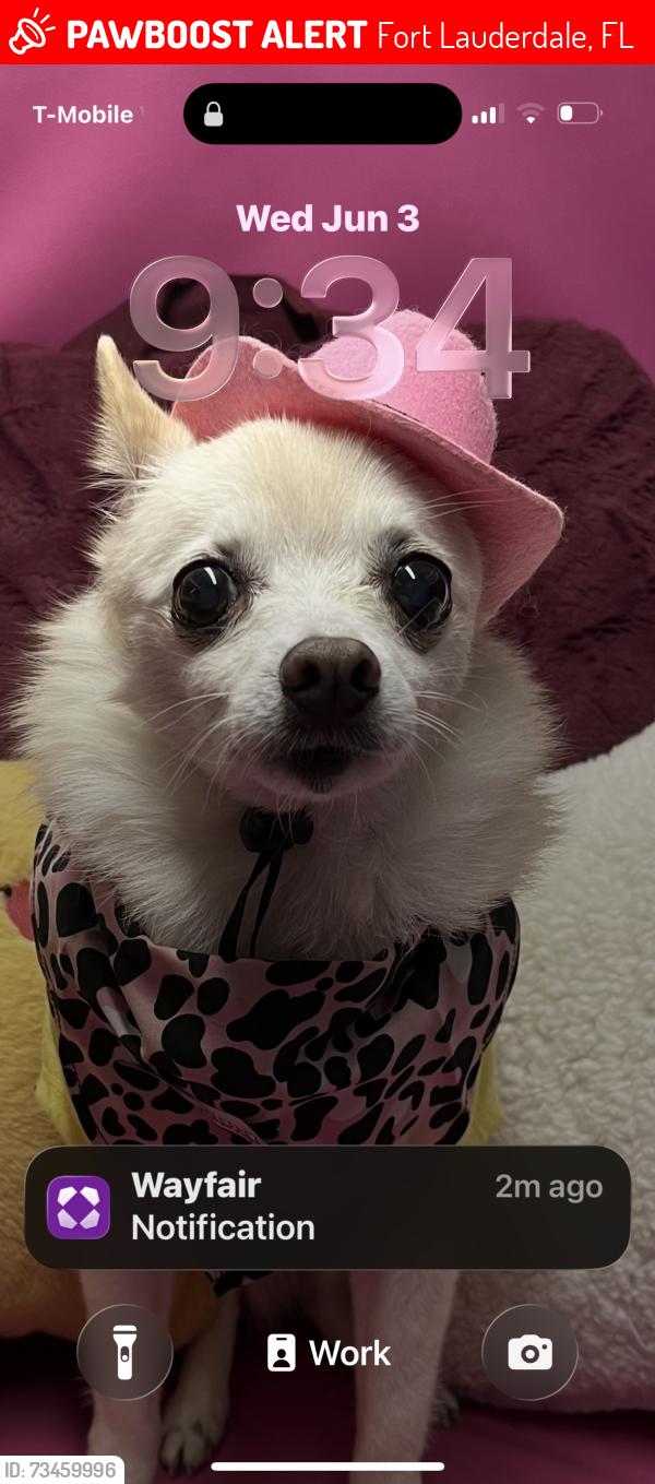 Lost Female Dog last seen Andrews, Fort Lauderdale, FL 33334