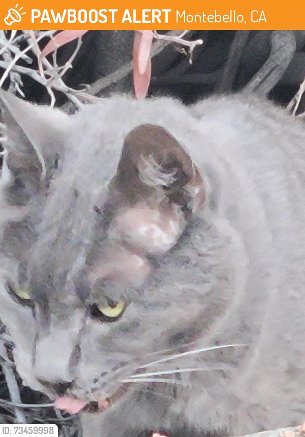 Found/Stray Male Cat last seen Via Campo and wilcox, Montebello, CA 90640