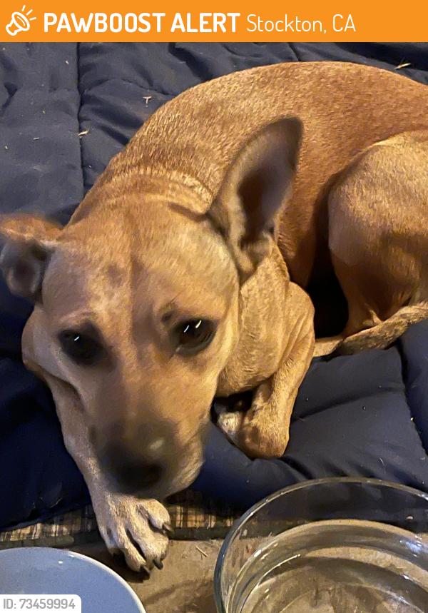 Found/Stray Female Dog last seen Mariposa road, Stockton, CA 95215