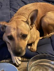 Found/Stray Female Dog last seen Mariposa road, Stockton, CA 95215