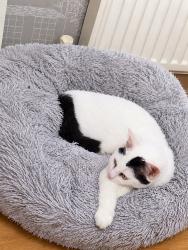 Lost Female Cat last seen Near the Old Bell Inn, Delph, England 
