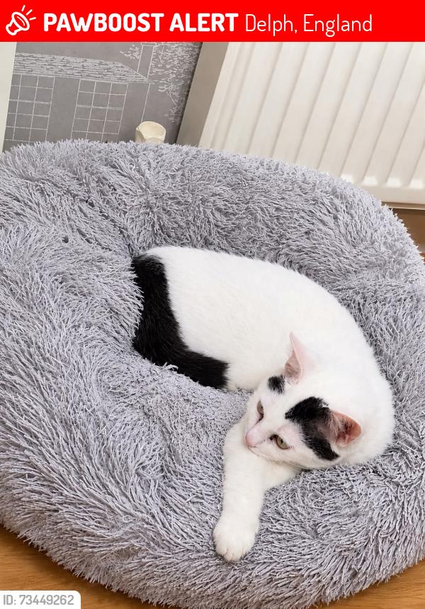 Lost Female Cat last seen Near the Old Bell Inn, Delph, England 