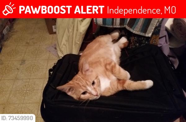 Lost Male Cat last seen Main Street and Unilever plant, Independence, MO 64055