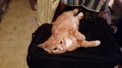 Lost Male Cat last seen Main Street and Unilever plant, Independence, MO 64055