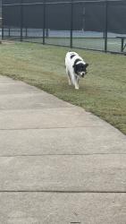 Found/Stray Unknown Dog last seen Fowler park, Cumming, GA 30040
