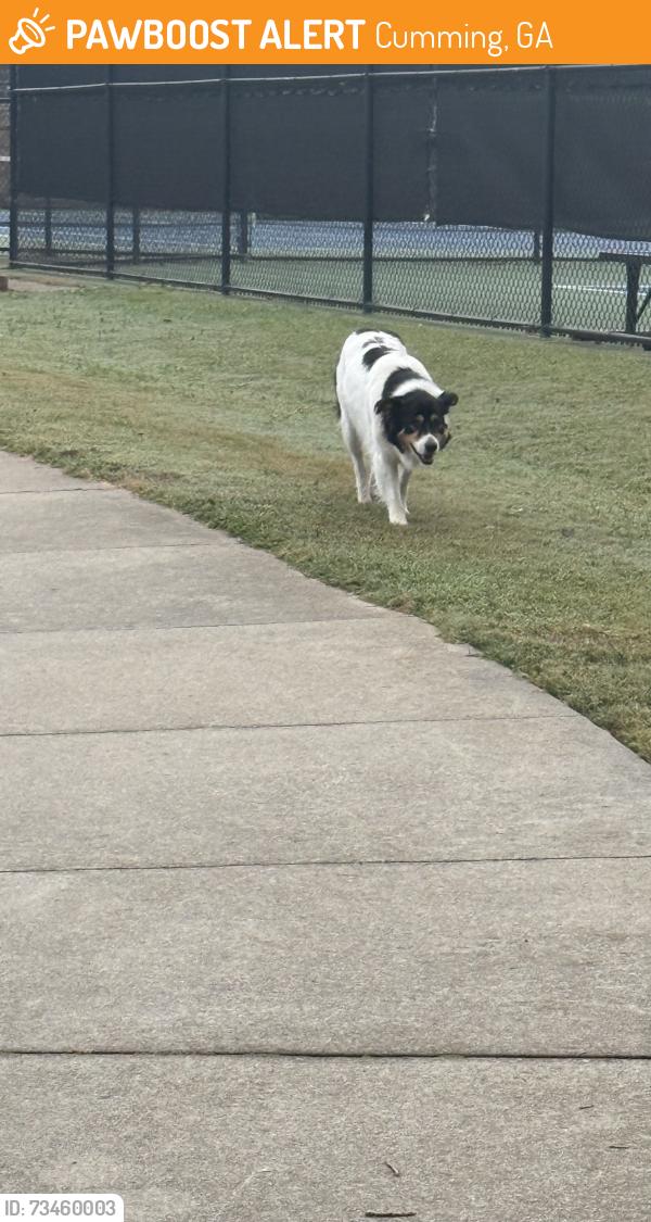 Found/Stray Unknown Dog last seen Fowler park, Cumming, GA 30040