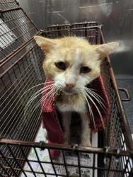 Shelter Stray Male Cat last seen PHARIS, 4710 TX-151, San Antonio, TX 78227, USA