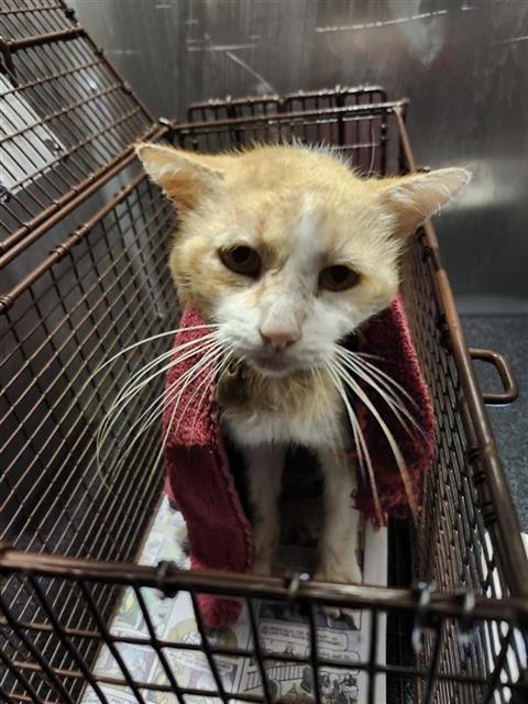 Shelter Stray Male Cat last seen PHARIS, 4710 TX-151, San Antonio, TX 78227, USA