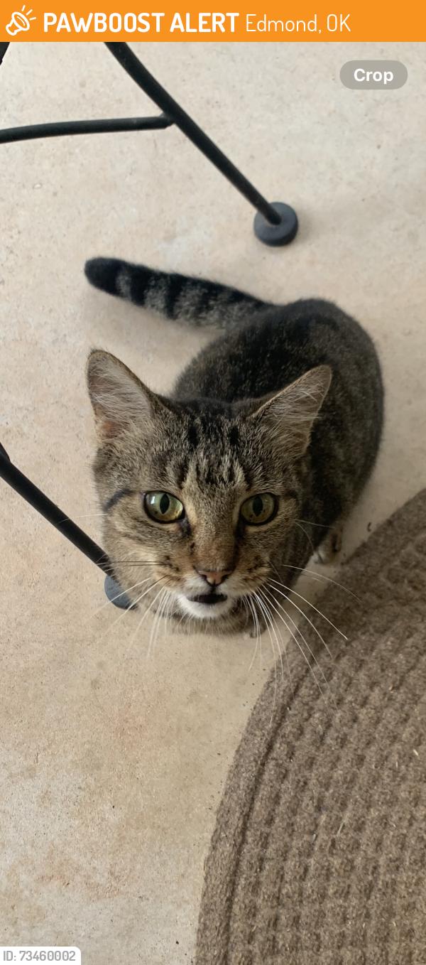 Found/Stray Female Cat last seen Bryant and Danforth, Edmond, OK 73034