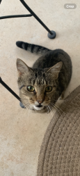 Found/Stray Female Cat last seen Bryant and Danforth, Edmond, OK 73034