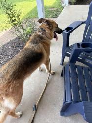 Reunited Female Dog last seen liberty dr, Florissant, MO 63031