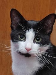 Lost Male Cat last seen St Catherine's Way, Bournemouth, Christchurch and Poole, England BH23 2QN