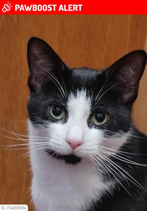 Lost Male Cat last seen St Catherine's Way, Bournemouth, Christchurch and Poole, England BH23 2QN