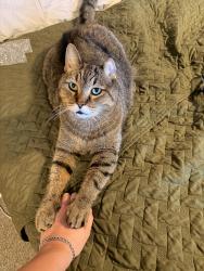 Lost Male Cat last seen horizon west middle school, overstreet rd., Windermere, FL 34786