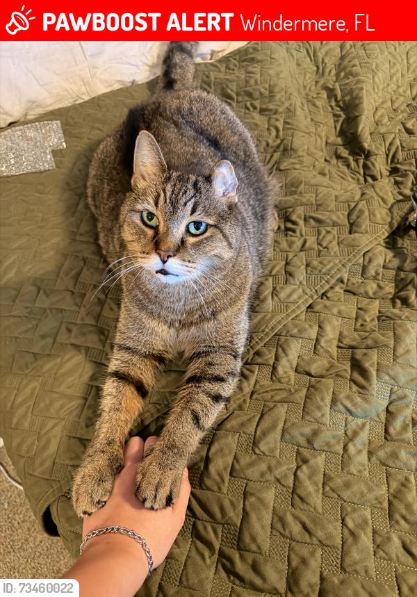 Lost Male Cat last seen horizon west middle school, overstreet rd., Windermere, FL 34786