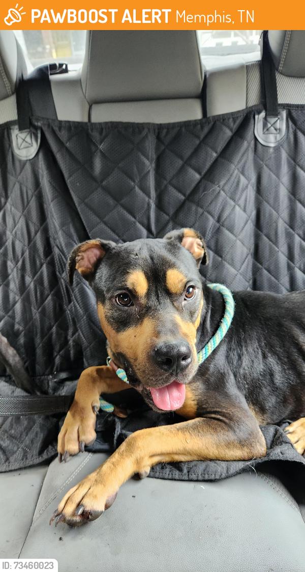 Found/Stray Male Dog last seen Overton park, Memphis, TN 38112