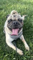 Lost Male Dog last seen Miamisburg middle school, Miamisburg, OH 45342