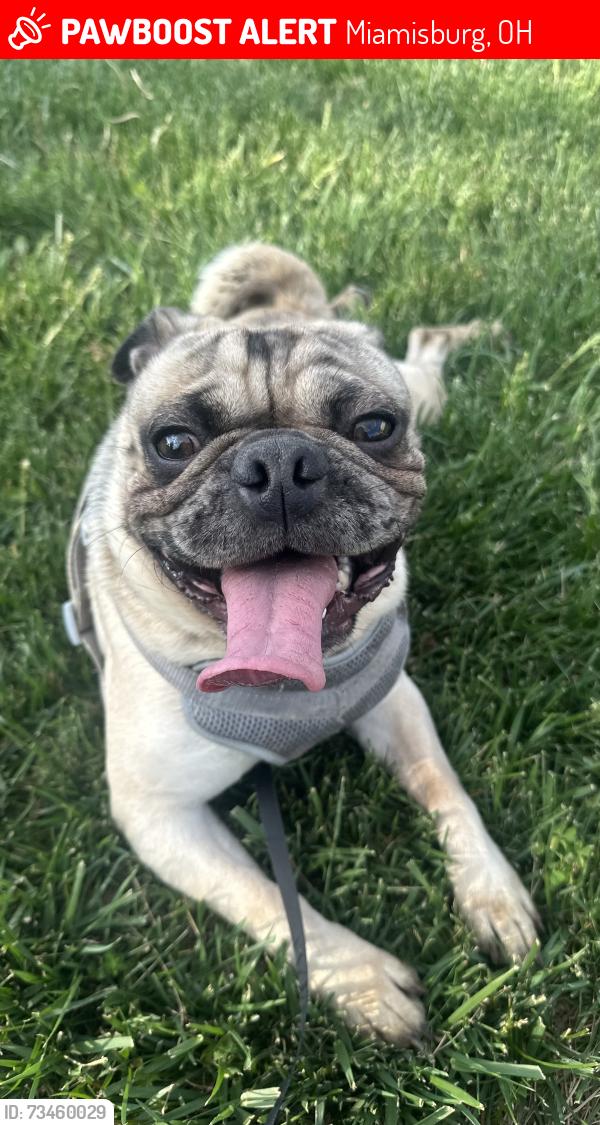 Lost Male Dog last seen Miamisburg middle school, Miamisburg, OH 45342