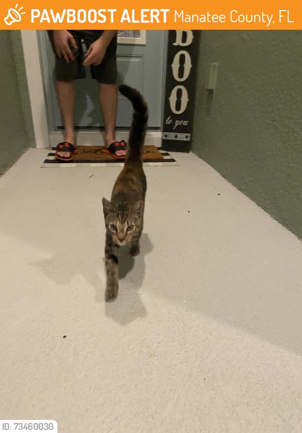 Found/Stray Unknown Cat last seen Coasterra Parkway, Manatee County, FL 34221