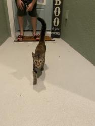 Found/Stray Unknown Cat last seen Coasterra Parkway, Manatee County, FL 34221