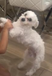 Lost Male Dog last seen The club apart, Cape Coral, FL 33991